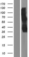 TMEM158 / RIS1 Protein - Western validation with an anti-DDK antibody * L: Control HEK293 lysate R: Over-expression lysate
