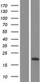 TMEM160 Protein - Western validation with an anti-DDK antibody * L: Control HEK293 lysate R: Over-expression lysate