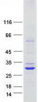 TMEM163 Protein - Purified recombinant protein TMEM163 was analyzed by SDS-PAGE gel and Coomassie Blue Staining