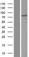 TMEM168 Protein - Western validation with an anti-DDK antibody * L: Control HEK293 lysate R: Over-expression lysate