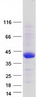 TMEM169 Protein - Purified recombinant protein TMEM169 was analyzed by SDS-PAGE gel and Coomassie Blue Staining