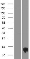 TMEM170B Protein - Western validation with an anti-DDK antibody * L: Control HEK293 lysate R: Over-expression lysate