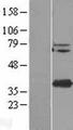 TMEM173 / STING Protein - Western validation with an anti-DDK antibody * L: Control HEK293 lysate R: Over-expression lysate