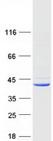 TMEM173 / STING Protein - Purified recombinant protein TMEM173 was analyzed by SDS-PAGE gel and Coomassie Blue Staining