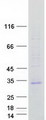 TMEM176A / HCA112 Protein - Purified recombinant protein TMEM176A was analyzed by SDS-PAGE gel and Coomassie Blue Staining
