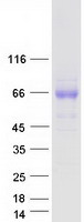 TMEM181 Protein - Purified recombinant protein TMEM181 was analyzed by SDS-PAGE gel and Coomassie Blue Staining