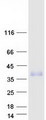 TMEM182 Protein - Purified recombinant protein TMEM182 was analyzed by SDS-PAGE gel and Coomassie Blue Staining