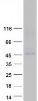 TMEM184C Protein - Purified recombinant protein TMEM184C was analyzed by SDS-PAGE gel and Coomassie Blue Staining