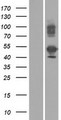 TMEM189-UBE2V1 Protein - Western validation with an anti-DDK antibody * L: Control HEK293 lysate R: Over-expression lysate