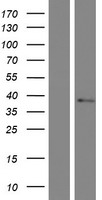 TMEM19 Protein - Western validation with an anti-DDK antibody * L: Control HEK293 lysate R: Over-expression lysate