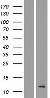 TMEM196 Protein - Western validation with an anti-DDK antibody * L: Control HEK293 lysate R: Over-expression lysate