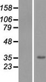 TMEM206 Protein - Western validation with an anti-DDK antibody * L: Control HEK293 lysate R: Over-expression lysate
