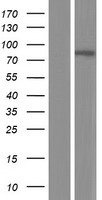 TMEM214 / FLJ20254 Protein - Western validation with an anti-DDK antibody * L: Control HEK293 lysate R: Over-expression lysate