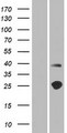 TMEM215 Protein - Western validation with an anti-DDK antibody * L: Control HEK293 lysate R: Over-expression lysate