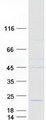 TMEM229B Protein - Purified recombinant protein TMEM229B was analyzed by SDS-PAGE gel and Coomassie Blue Staining