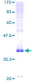 TMEM230 Protein - 12.5% SDS-PAGE of human C20orf30 stained with Coomassie Blue