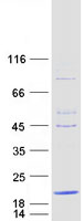 TMEM230 Protein - Purified recombinant protein TMEM230 was analyzed by SDS-PAGE gel and Coomassie Blue Staining