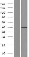 TMEM231 Protein - Western validation with an anti-DDK antibody * L: Control HEK293 lysate R: Over-expression lysate