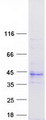 TMEM231 Protein - Purified recombinant protein TMEM231 was analyzed by SDS-PAGE gel and Coomassie Blue Staining