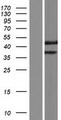 TMEM236 Protein - Western validation with an anti-DDK antibody * L: Control HEK293 lysate R: Over-expression lysate