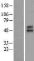 TMEM25 Protein - Western validation with an anti-DDK antibody * L: Control HEK293 lysate R: Over-expression lysate