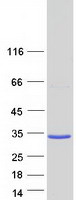 TMEM252 / C9orf71 Protein - Purified recombinant protein TMEM252 was analyzed by SDS-PAGE gel and Coomassie Blue Staining