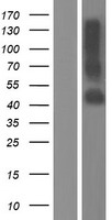 TMEM30A Protein - Western validation with an anti-DDK antibody * L: Control HEK293 lysate R: Over-expression lysate