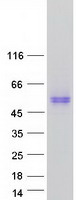TMEM30A Protein - Purified recombinant protein TMEM30A was analyzed by SDS-PAGE gel and Coomassie Blue Staining