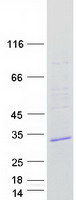 TMEM41A Protein - Purified recombinant protein TMEM41A was analyzed by SDS-PAGE gel and Coomassie Blue Staining