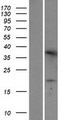 TMEM42 Protein - Western validation with an anti-DDK antibody * L: Control HEK293 lysate R: Over-expression lysate