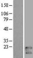 TMEM47 Protein - Western validation with an anti-DDK antibody * L: Control HEK293 lysate R: Over-expression lysate