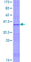 TMEM50B Protein - 12.5% SDS-PAGE of human TMEM50B stained with Coomassie Blue