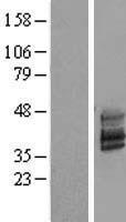 TMEM51 Protein - Western validation with an anti-DDK antibody * L: Control HEK293 lysate R: Over-expression lysate