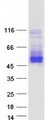 TMEM51 Protein - Purified recombinant protein TMEM51 was analyzed by SDS-PAGE gel and Coomassie Blue Staining