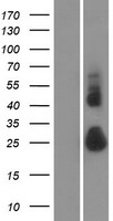 TMEM52 Protein - Western validation with an anti-DDK antibody * L: Control HEK293 lysate R: Over-expression lysate
