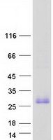 TMEM52 Protein - Purified recombinant protein TMEM52 was analyzed by SDS-PAGE gel and Coomassie Blue Staining