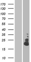 TMEM52B / C12orf59 Protein - Western validation with an anti-DDK antibody * L: Control HEK293 lysate R: Over-expression lysate