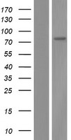 TMEM62 Protein - Western validation with an anti-DDK antibody * L: Control HEK293 lysate R: Over-expression lysate