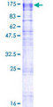 TMEM63A Protein - 12.5% SDS-PAGE of human TMEM63A stained with Coomassie Blue