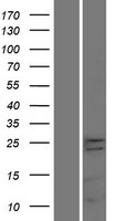 TMEM65 Protein - Western validation with an anti-DDK antibody * L: Control HEK293 lysate R: Over-expression lysate