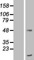 TMEM70 Protein - Western validation with an anti-DDK antibody * L: Control HEK293 lysate R: Over-expression lysate