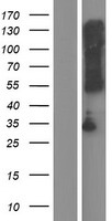 TMEM72 Protein - Western validation with an anti-DDK antibody * L: Control HEK293 lysate R: Over-expression lysate