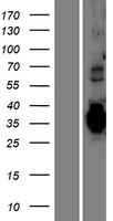 TMEM74B / C20orf46 Protein - Western validation with an anti-DDK antibody * L: Control HEK293 lysate R: Over-expression lysate