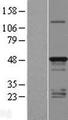 TMEM79 Protein - Western validation with an anti-DDK antibody * L: Control HEK293 lysate R: Over-expression lysate
