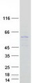 TMEM79 Protein - Purified recombinant protein TMEM79 was analyzed by SDS-PAGE gel and Coomassie Blue Staining