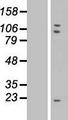 TMEM85 Protein - Western validation with an anti-DDK antibody * L: Control HEK293 lysate R: Over-expression lysate