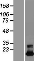 TMEM92 Protein - Western validation with an anti-DDK antibody * L: Control HEK293 lysate R: Over-expression lysate