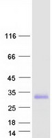 TMEM98 Protein - Purified recombinant protein TMEM98 was analyzed by SDS-PAGE gel and Coomassie Blue Staining