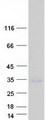 TMEPAI / PMEPA1 Protein - Purified recombinant protein PMEPA1 was analyzed by SDS-PAGE gel and Coomassie Blue Staining