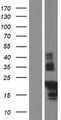 TMIE Protein - Western validation with an anti-DDK antibody * L: Control HEK293 lysate R: Over-expression lysate